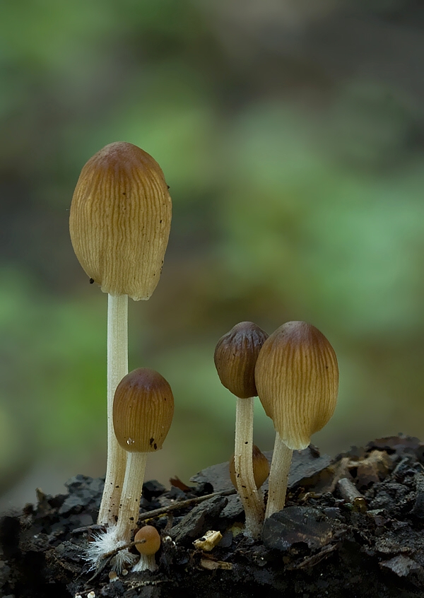 hnojník mitrovitý Coprinellus angulatus (Peck) Redhead, Vilgalys & Moncalvo