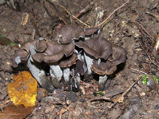 lievik trúbkovitý Craterellus cornucopioides (L.) Pers.