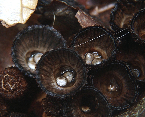 čiaškovec pásikavý Cyathus striatus (Huds.) Willd.