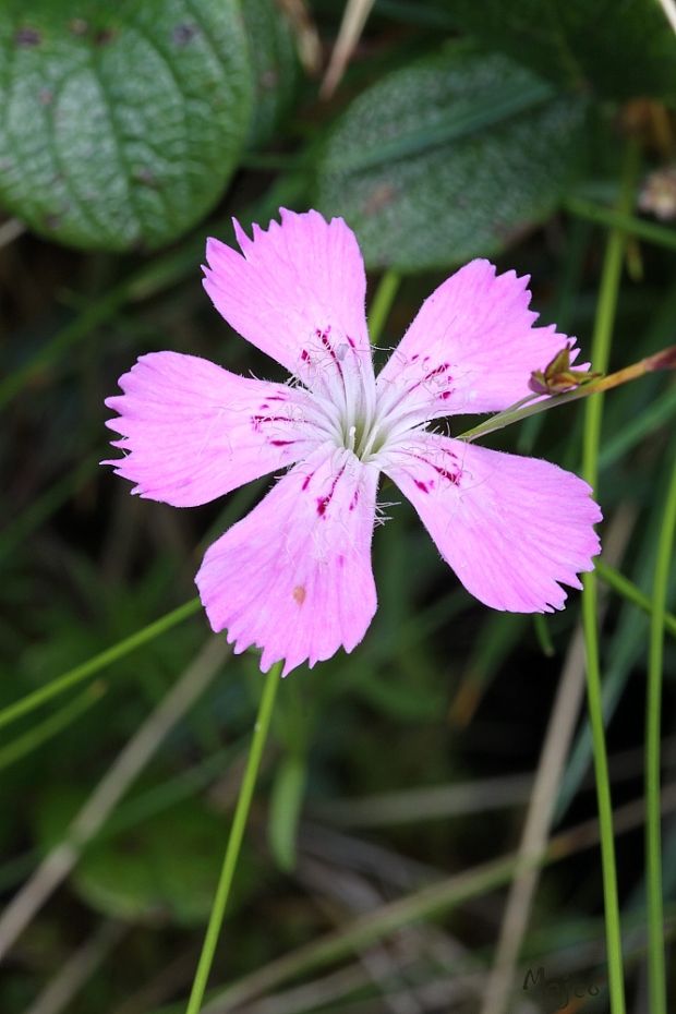 klinček lesklý Dianthus nitidus Waldst. et Kit.