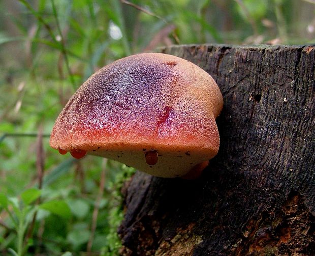 pečeňovec dubový Fistulina hepatica (Schaeff.) With.