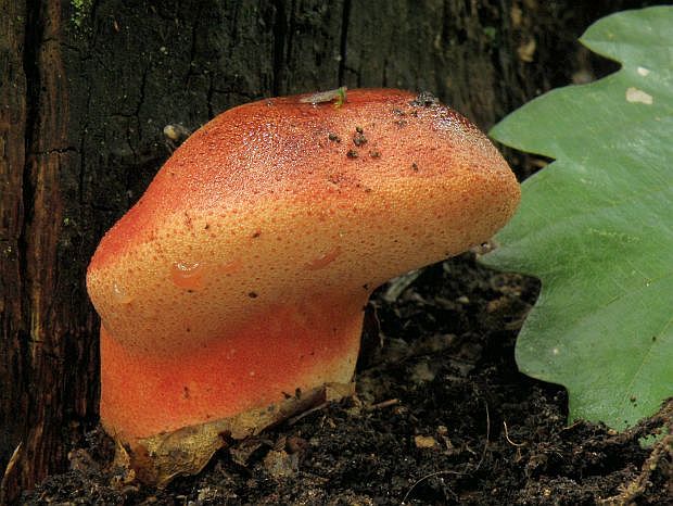 pečeňovec dubový Fistulina hepatica (Schaeff.) With.