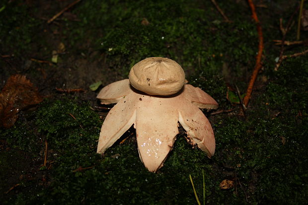 hviezdovka červenkastá Geastrum rufescens Pers.