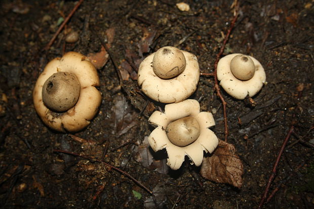 hviezdovka Geastrum sp.