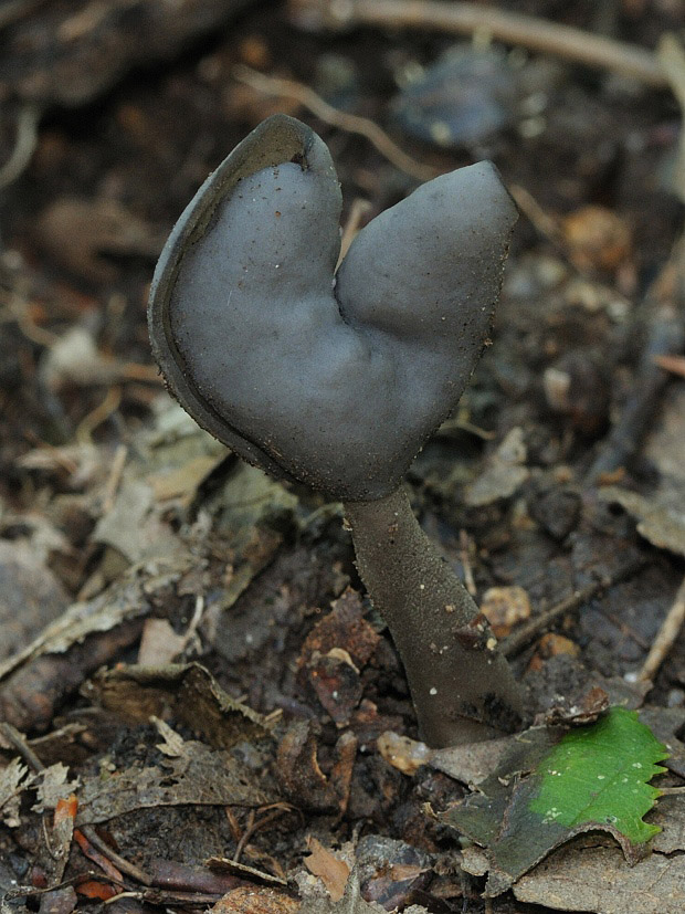 chriapač čierny Helvella atra J. König