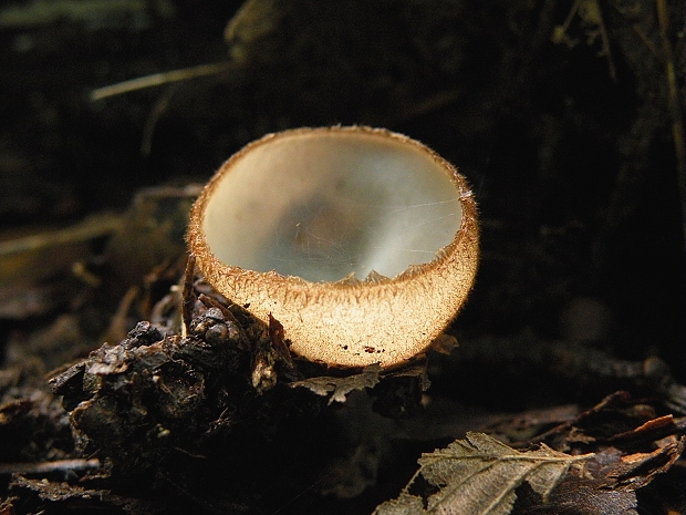 humária polguľovitá Humaria hemisphaerica (F.H. Wigg.) Fuckel