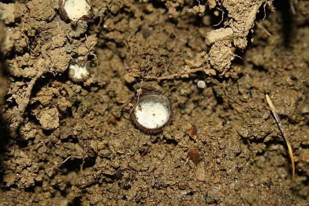 humária polguľovitá Humaria hemisphaerica (F.H. Wigg.) Fuckel