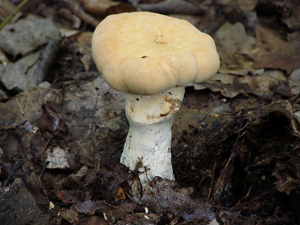 jelenka poprehýbaná Hydnum repandum L.