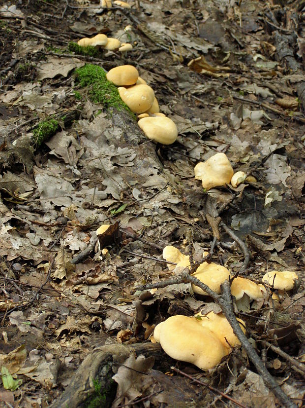 jelenka poprehýbaná Hydnum repandum L.