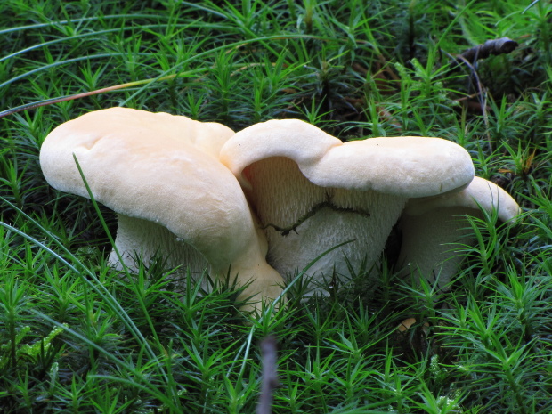 jelenka poprehýbaná Hydnum repandum L.