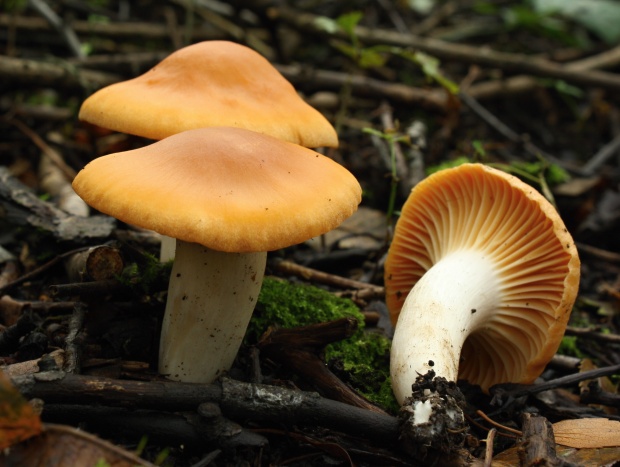 šťavnačka hájová Hygrophorus nemoreus (Pers.) Fr.