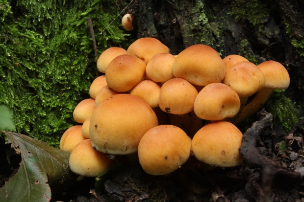 strapcovka tehlovočervená Hypholoma lateritium (Schaeff.) P. Kumm.