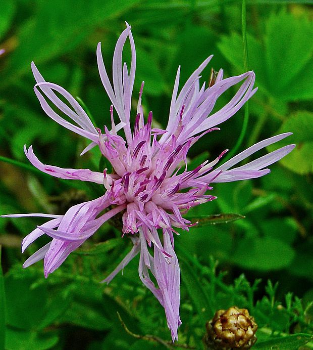 nevädzovec frygický Jacea phrygia (L.) Soják