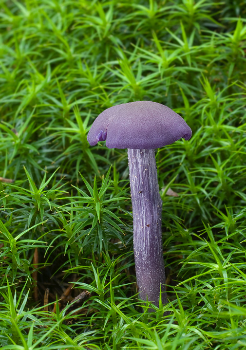 lakovka ametystová Laccaria amethystina (Huds.) Cooke