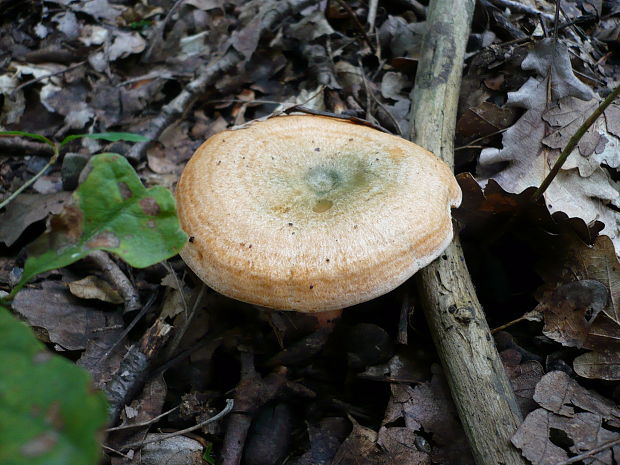 rýdzik rapavý Lactarius scrobiculatus (Scop.) Fr.