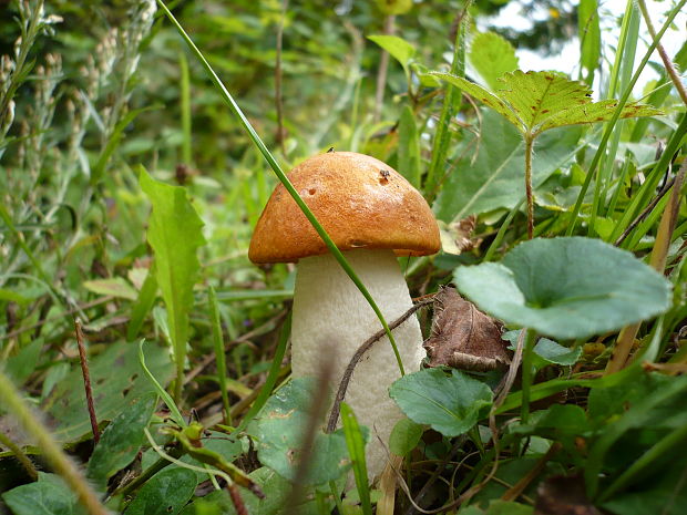 kozák osikový Leccinum albostipitatum den Bakker & Noordel.