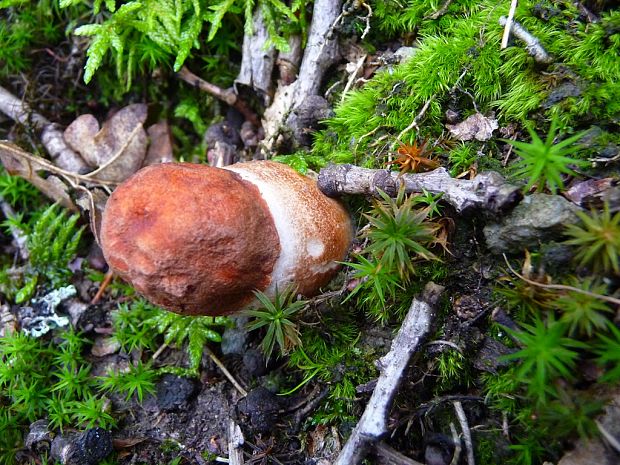 kozák dubový Leccinum aurantiacum (Bull.) Gray