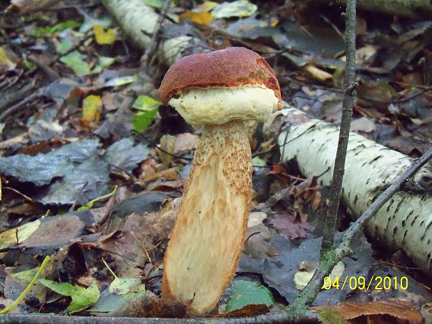 kozák dubový Leccinum aurantiacum (Bull.) Gray