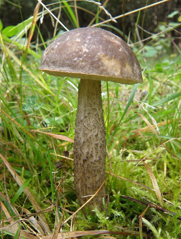 kozák brezový Leccinum scabrum (Bull.) Gray