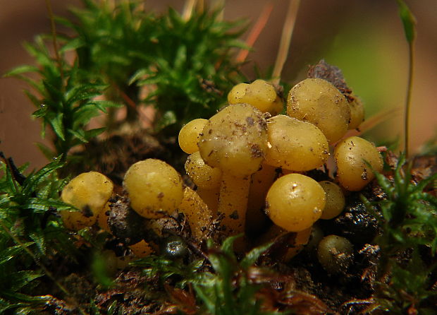 klincovka slizká Leotia lubrica (Scop.) Pers.