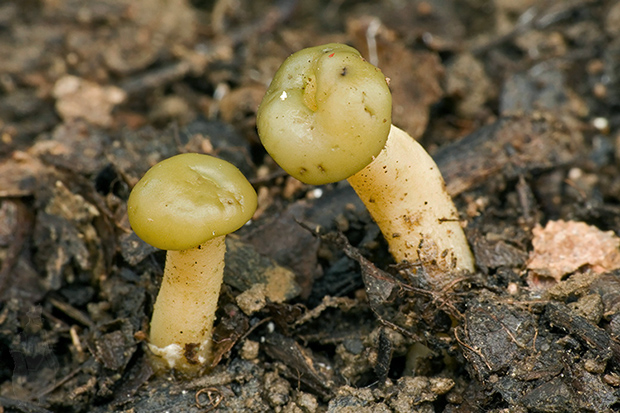 klincovka slizká Leotia lubrica (Scop.) Pers.