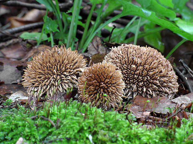 prášnica pichliačová Lycoperdon echinatum Pers.