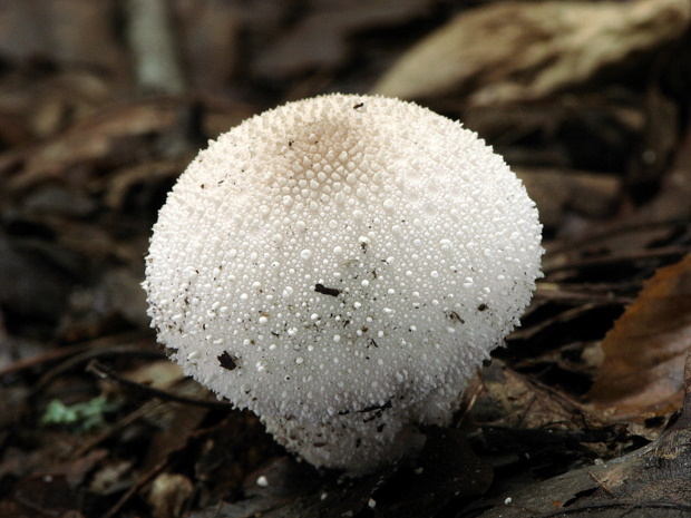 prášnica bradavičnatá Lycoperdon perlatum Pers.