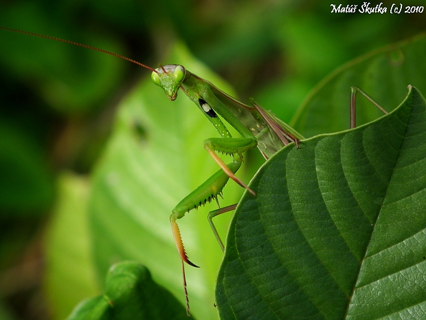 modlivka zelená Mantis religiosa