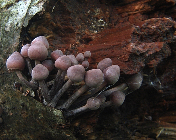 prilbička Mycena sp.