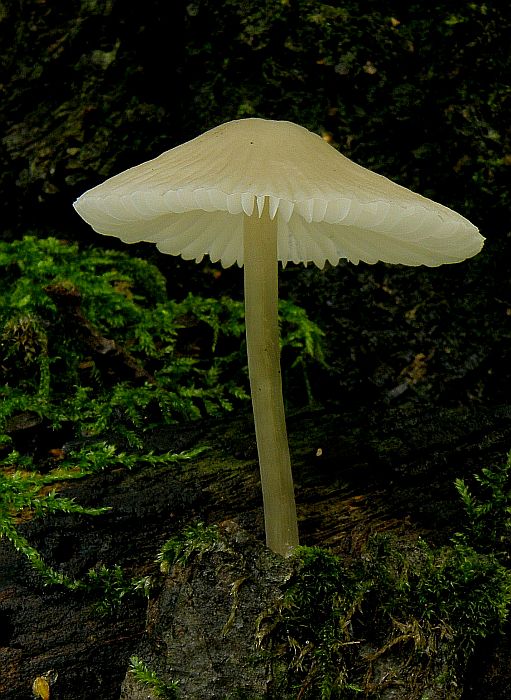 prilbička Mycena sp.