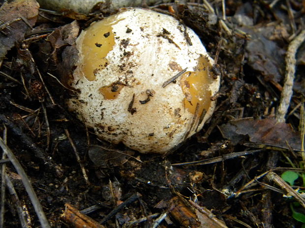 hadovka smradľavá Phallus impudicus L.