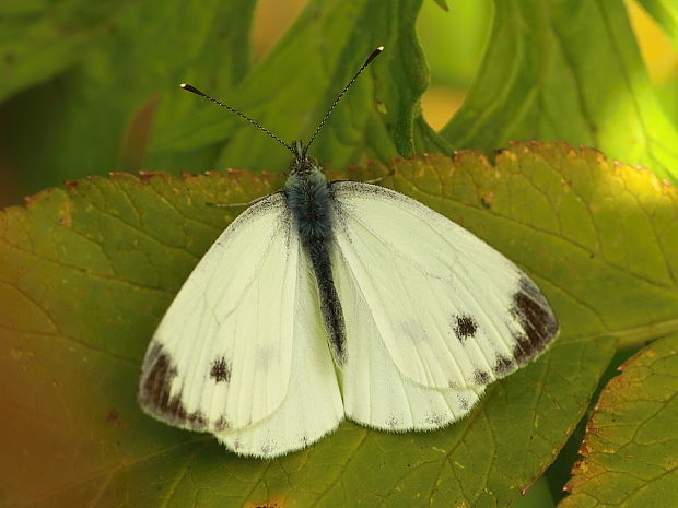 mlynárik repkový Pieris napi