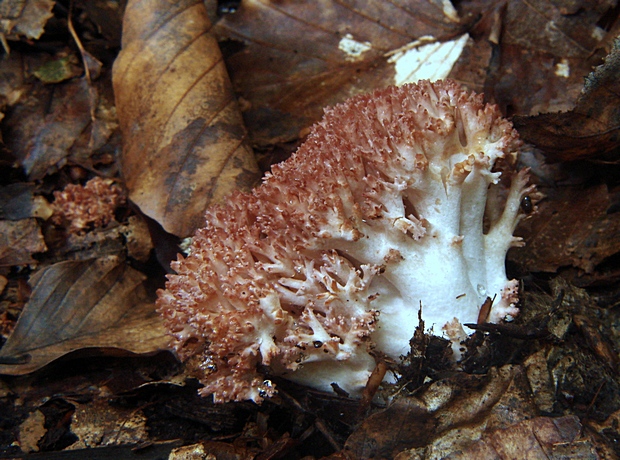 strapačka koralovitá Ramaria botrytis (Pers.) Ricken