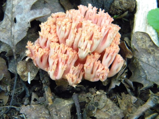 strapačka lososovoružová Ramaria subbotrytis (Coker) Corner