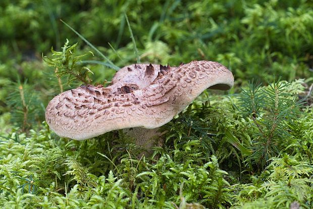 jelenkovec škridlicovitý Sarcodon imbricatus (L.) P. Karst.