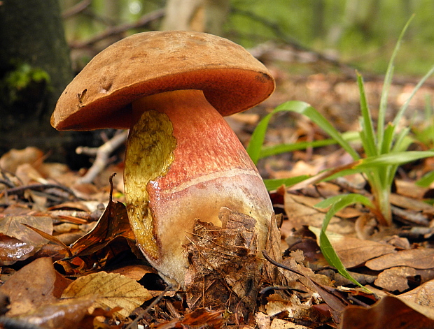 hríb zrnitohlúbikový Sutorius luridiformis (Rostk.) G. Wu & Zhu L. Yang