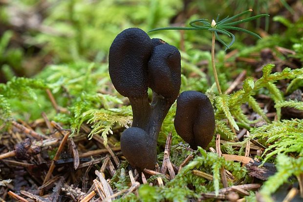 žezlovka srnková Tolypocladium ophioglossoides (J.F. Gmel.) Quandt, Kepler & Spatafora