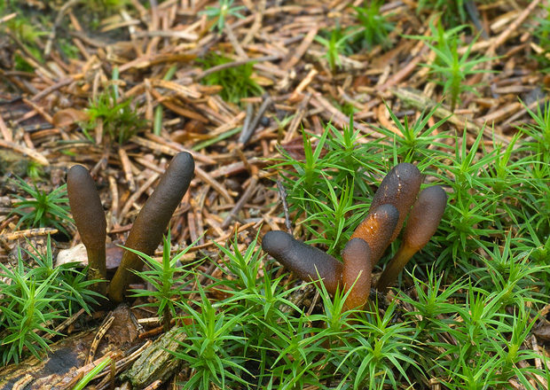 žezlovka srnková Tolypocladium ophioglossoides (J.F. Gmel.) Quandt, Kepler & Spatafora