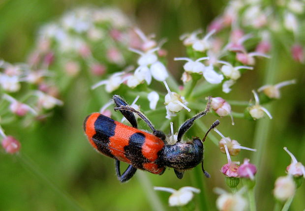 pestroš včelí Trichodes apiarius