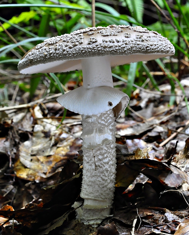 muchotrávka hrubá Amanita excelsa (Fr.) Bertill.