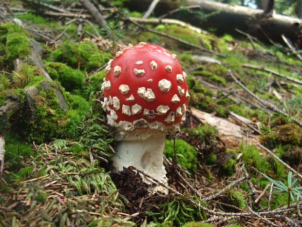 muchotrávka červená Amanita muscaria (L.) Lam.