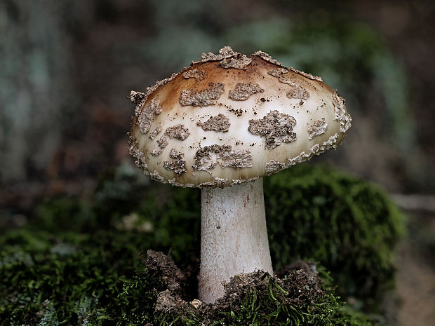 muchotrávka červenkastá Amanita rubescens Pers.