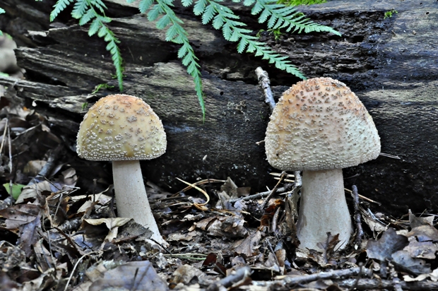 muchotrávka červenkastá Amanita rubescens Pers.