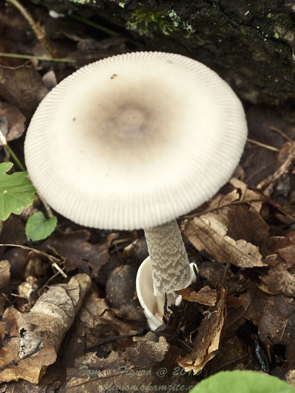 muchotrávka Amanita sp.