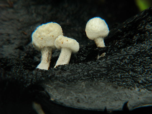 príživnica prášnicovitá Asterophora lycoperdoides (Bull.) Ditmar