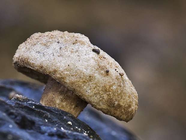 príživnica prášnicovitá Asterophora lycoperdoides (Bull.) Ditmar