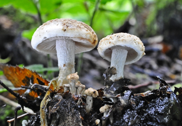 príživnica prášnicovitá Asterophora lycoperdoides (Bull.) Ditmar