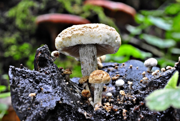 príživnica prášnicovitá Asterophora lycoperdoides (Bull.) Ditmar