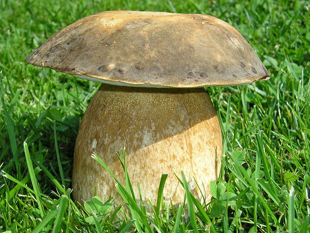 hríb bronzový Boletus aereus Bull. ex Fr.