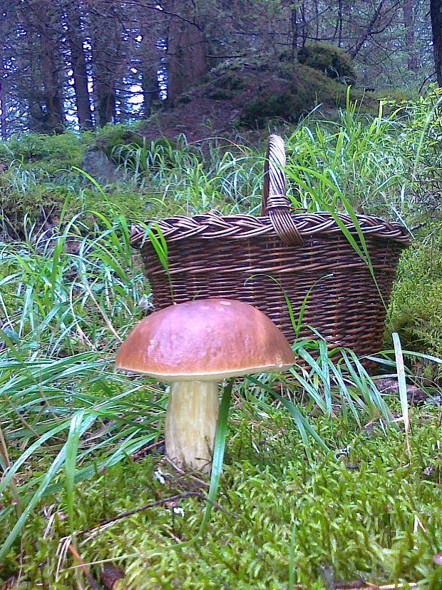 hríb smrekový Boletus edulis Bull.